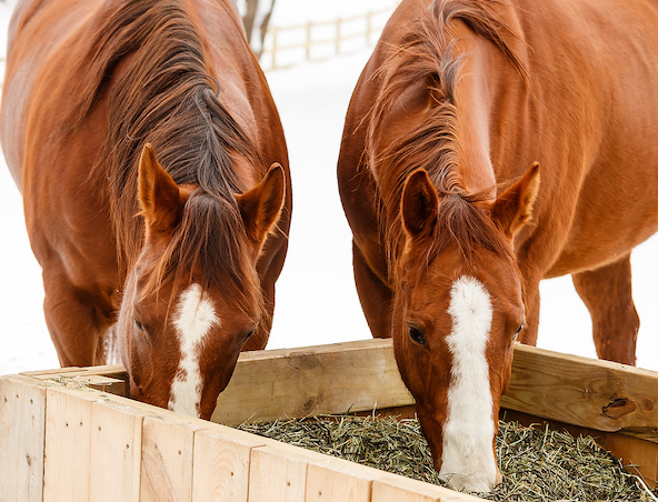 How to keep your horse hydrated, happy and healthy this winter