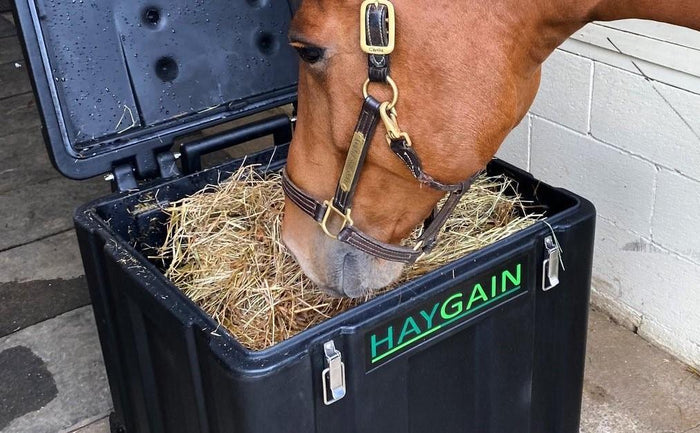 Ask the Vet, Part 1: Why is steamed hay important for a healthy horse?
