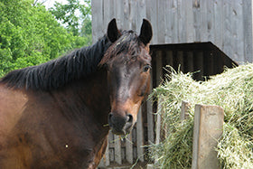 Steaming hay for the Insulin Resistant horse – May be as good or better than soaking