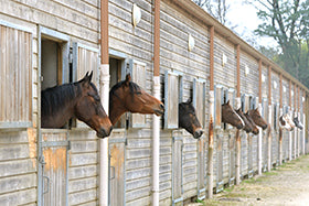 Management of Feeding ‘Stress’ in Stabled Horses