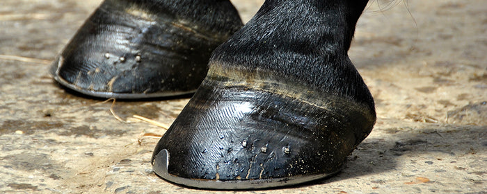 Laminitis - Causes and prevention