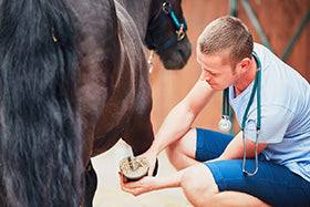 Laminitis in Horses: What Every Horse Owner Needs to Know, Part One