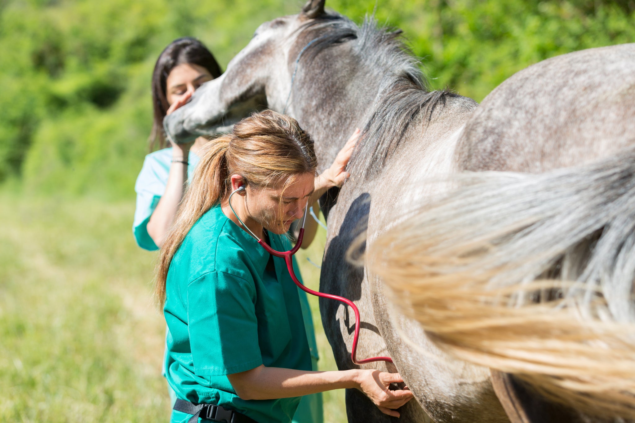 Equine Asthma: A new term for an old problem