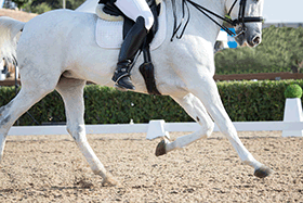 Ask the Vet, Part 3: Why is steaming hay important for my performance horse?
