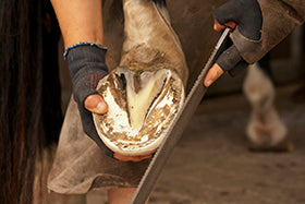 Laminitis in Horses: What Every Horse Owner Needs to Know, Part Two