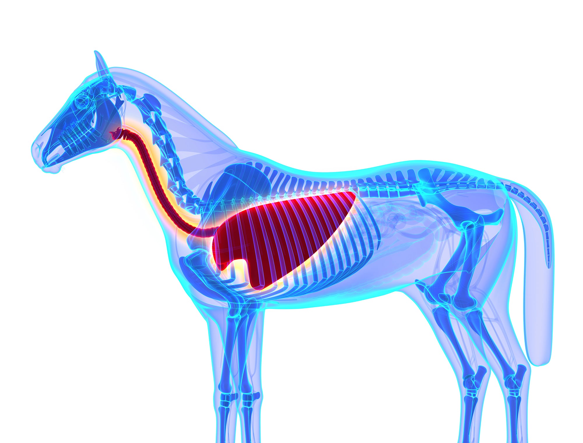 The importance of the horses respiratory system in health and performance - part 1