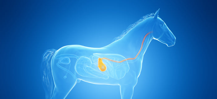Understanding how the equine digestive system works to help reduce the risk of health problems