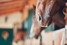 Respiratory problems in horses: Part 1