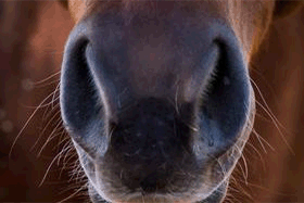 Respiratory disease in competition horses