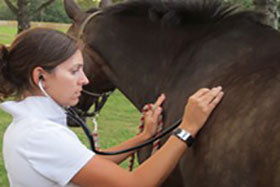 Ask the Vet, Part 5: Why does my horse cough?