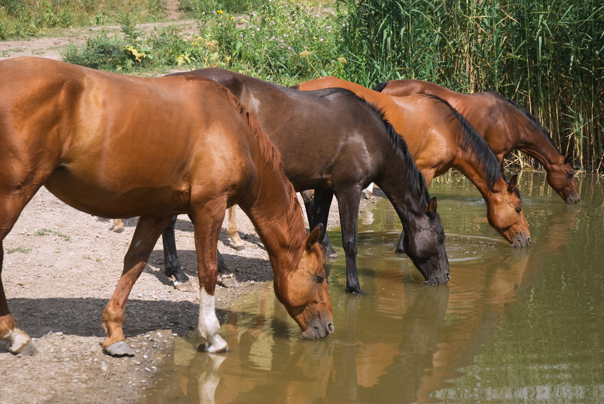 Ask the Vet, Part 2: How to keep your horse hydrated during the winter