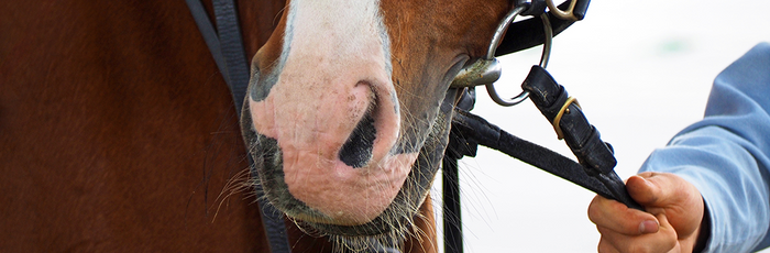 My horse has a snotty nose, what does it mean?