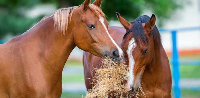 Is your horse a fussy eater? Feed steamed hay!
